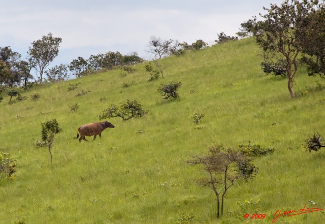 046 Parc NPB2 Savane avec Buffle 9E5K2IMG_54563awtmk.jpg