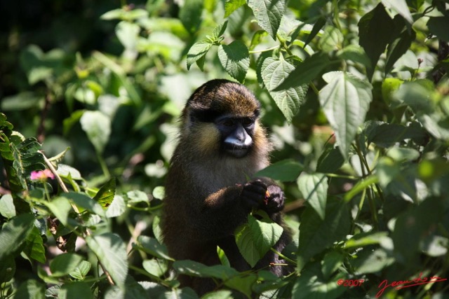 003 Singe Cercopithecus cephus 7IMG_8736WTMK.JPG