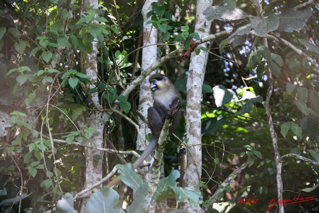 005 Singe Cercopithecus cephus 7IMG_8751WTMK.JPG