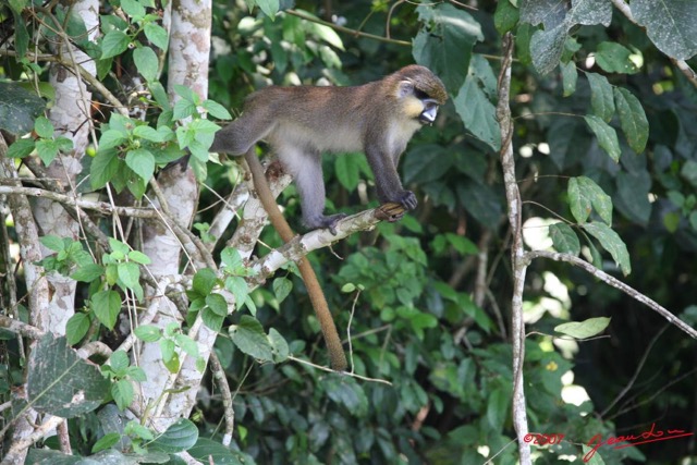 006 Singe Cercopithecus cephus 7IMG_8810WTMK.JPG