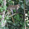 006 Singe Cercopithecus cephus 7IMG_8810WTMK.JPG