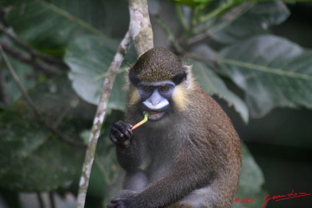 007 Singe Cercopithecus cephus 7EIMG_2927WTMK.JPG