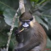 007 Singe Cercopithecus cephus 7EIMG_2927WTMK.JPG