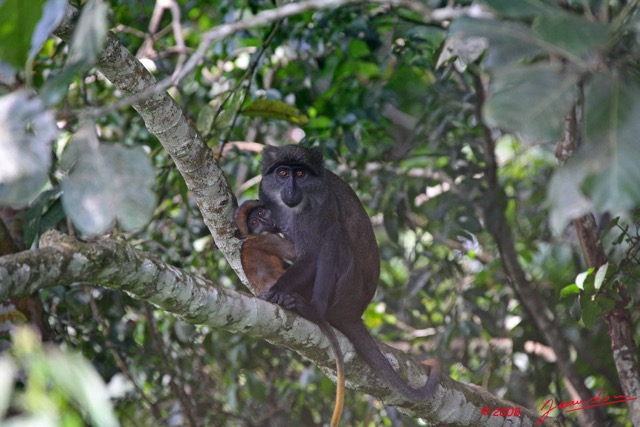 008 Singe Cercopithecus solatus 8EIMG_15373WTMK.JPG