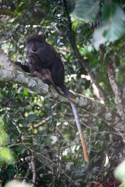 009 Singe Cercopithecus solatus 8EIMG_15405WTMK.JPG