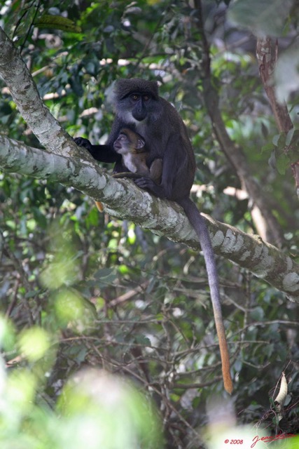 010 Singe Cercopithecus solatus 8EIMG_15411WTMK.JPG