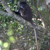 010 Singe Cercopithecus solatus 8EIMG_15411WTMK.JPG