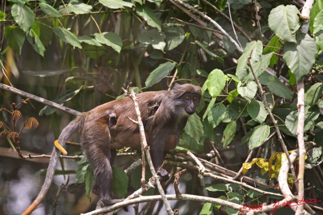 011 Singe Cercopithecus solatus 8EIMG_15461WTMK.JPG