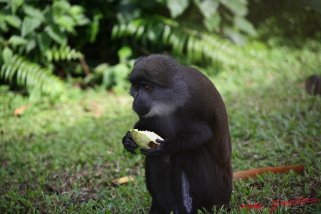 012 Singe Cercopithecus solatus 8EIMG_15539WTMK.JPG