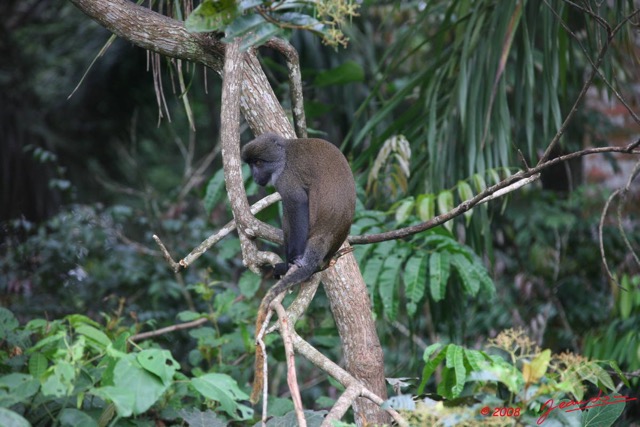 014 Singe Cercopithecus solatus 8EIMG_15550WTMK.JPG