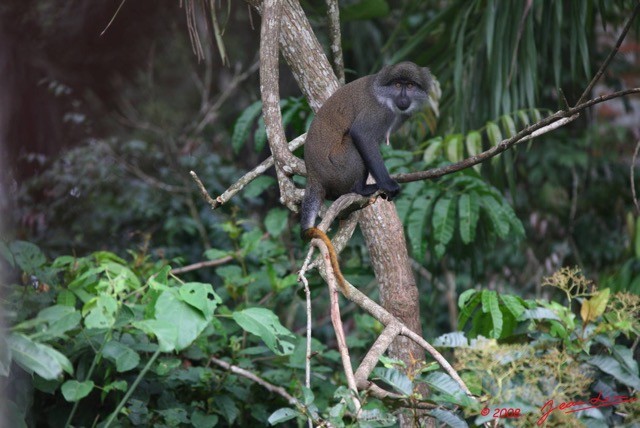 015 Singe Cercopithecus solatus 8EIMG_15562WTMK.JPG