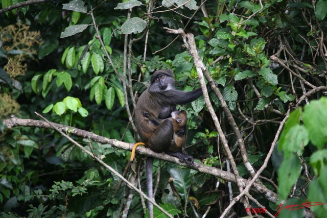 016 Singe Cercopithecus solatus 8EIMG_15565WTMK.JPG