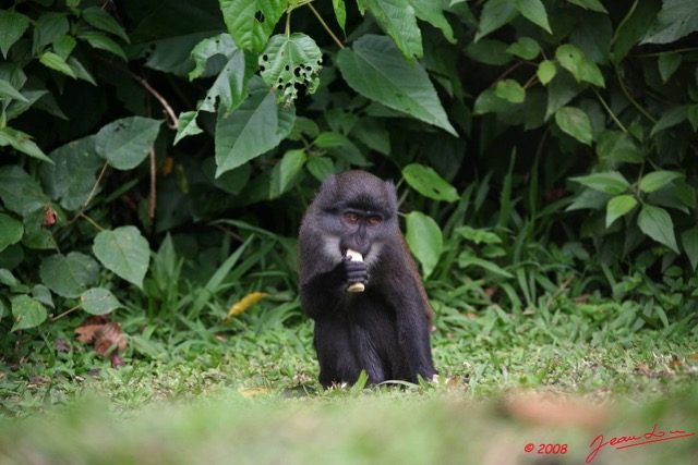 017 Singe Cercopithecus solatus 8EIMG_15572WTMK.JPG