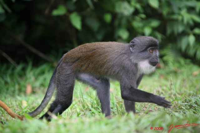 018 Singe Cercopithecus solatus 8EIMG_15594WTMK.JPG