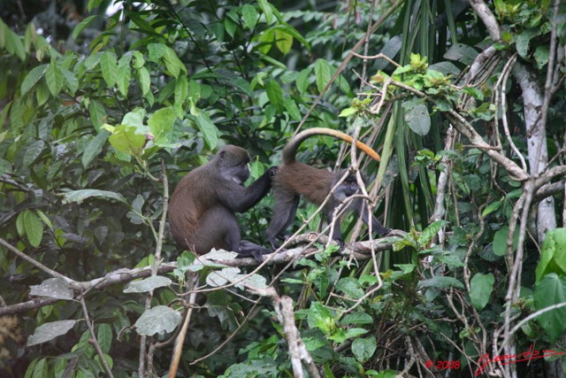 020 Singe Cercopithecus solatus 8EIMG_15623WTMK.JPG