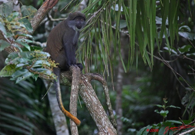 021 Singe Cercopithecus solatus 8EIMG_15637WTMK.JPG