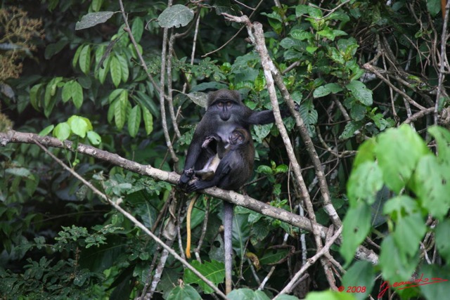 023 Singe Cercopithecus solatus Femelle et Petit 8EIMG_15555WTMK.JPG