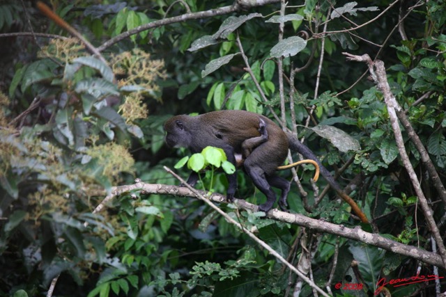 024 Singe Cercopithecus solatus Femelle et Petit 8EIMG_15561WTMK.JPG