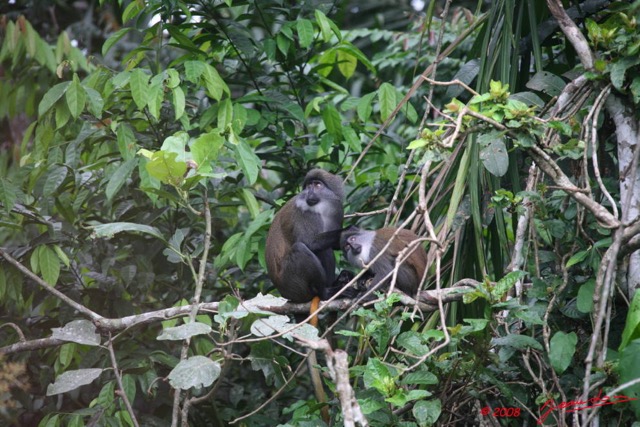 025 Singe Cercopithecus solatus Femelle et Petit 8EIMG_15626WTMK.JPG