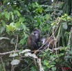 025 Singe Cercopithecus solatus Femelle et Petit 8EIMG_15626WTMK.JPG