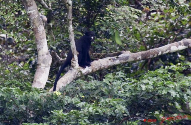 028 Monts de Cristal Singe Cercopithecus nictitans 10E5K2IMG_59344awtmk.jpg