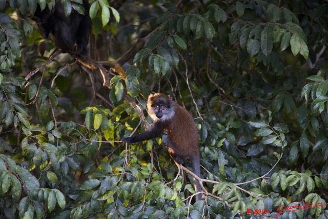 038 Singe Cercopithecus solatus Jeune 10E5K2IMG_63800wtmk.jpg