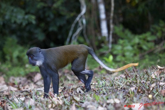 039 Singe Cercopithecus solatus 10E5K2IMG_63809wtmk.jpg