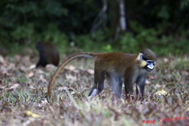 042 Singe Cercopithecus cephus 10E5K2IMG_63835wtmk.jpg