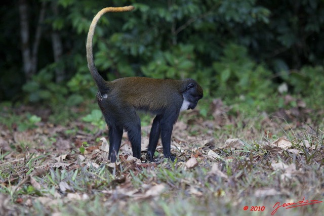 044 Singe Cercopithecus solatus 10E5K2IMG_63845wtmk.jpg