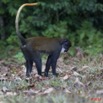 044 Singe Cercopithecus solatus 10E5K2IMG_63845wtmk.jpg