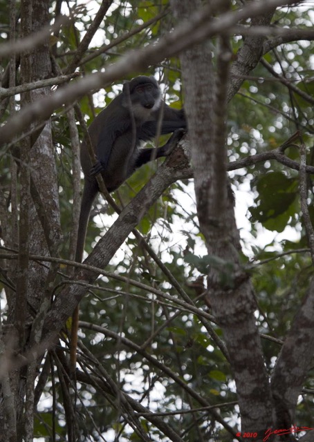 045 Singe Cercopithecus solatus 10E5K2IMG_63862wtmk.jpg