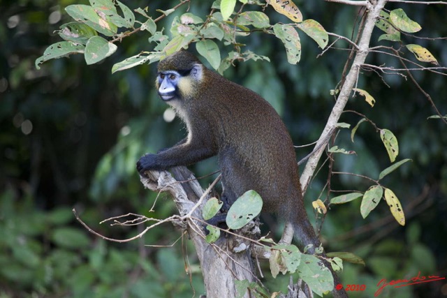 046 Singe Cercopithecus cephus 10E5K2IMG_64099wtmk.jpg