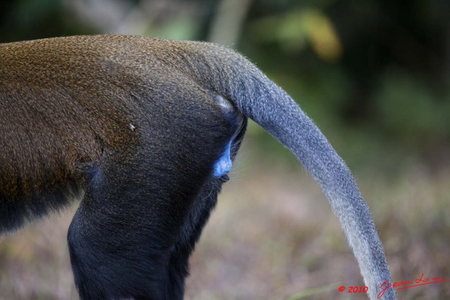 051 Singe Cercopithecus solatus Male Dominant 10E5K2IMG_64121wtmk.jpg