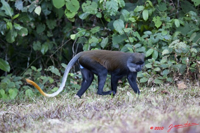 052 Singe Cercopithecus solatus Male Dominant 10E5K2IMG_64131wtmk.jpg