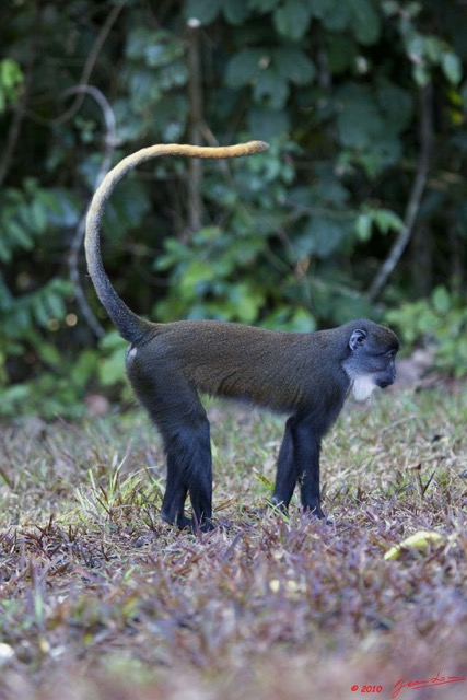 053 Singe Cercopithecus solatus 10E5K2IMG_64134wtmk.jpg