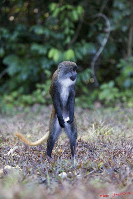 054 Singe Cercopithecus solatus en Position Observation 10E5K2IMG_64135wtmk.jpg