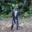 054 Singe Cercopithecus solatus en Position Observation 10E5K2IMG_64135wtmk.jpg