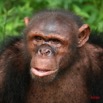 001 LEKEDI Chimpanze IMG_2383WTMK.JPG