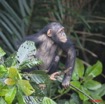 011 LEKEDI 3 Chimpanze 9E5K2IMG_54924wtmk.jpg