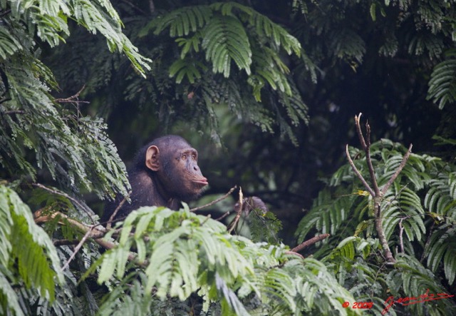 012 LEKEDI 3 Chimpanze 9E5K2IMG_54947wtmk.jpg