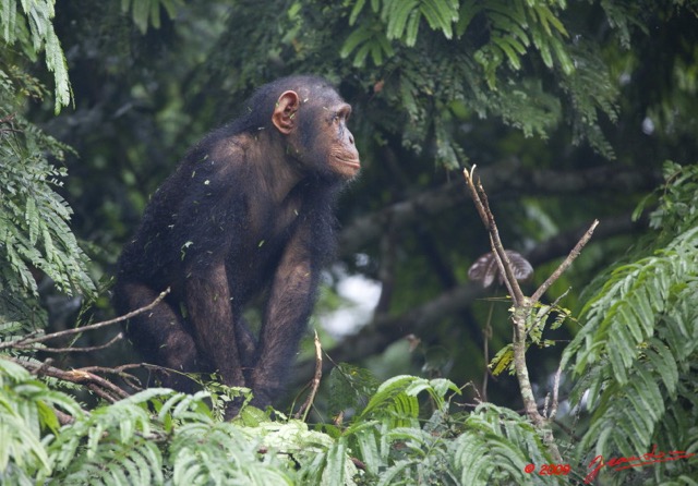 013 LEKEDI 3 Chimpanze 9E5K2IMG_54954wtmk.jpg