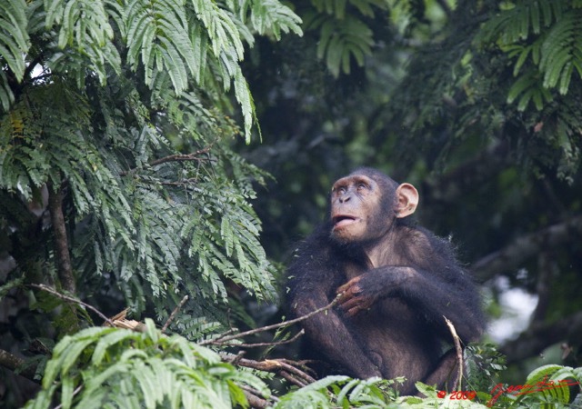 014 LEKEDI 3 Chimpanze 9E5K2IMG_54956wtmk.jpg