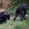 030 LEKEDI 4 Ile aux Chimpanzes 9E5MK2IMG_55917wtmk.jpg