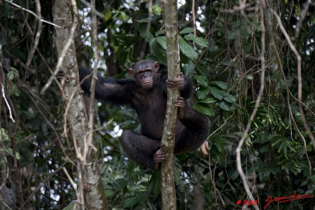 033 LEKEDI 4 Ile aux Chimpanzes 9E5MK2IMG_56157wtmk.jpg