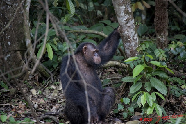 035 LEKEDI 4 Ile aux Chimpanzes 9E5MK2IMG_56176wtmk.jpg