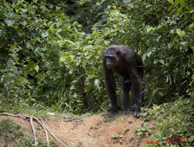 037 LEKEDI 4 Ile aux Chimpanzes 9E5MK2IMG_56210wtmk.jpg