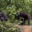 040 LEKEDI 4 Ile aux Chimpanzes 9E5MK2IMG_56223wtmk.jpg
