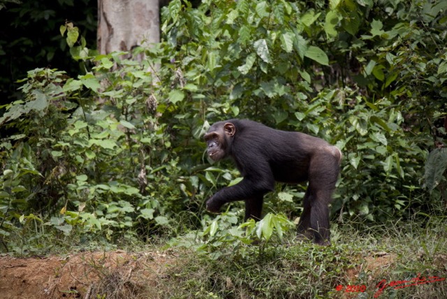 041 LEKEDI 4 Ile aux Chimpanzes 9E5MK2IMG_56232wtmk.jpg