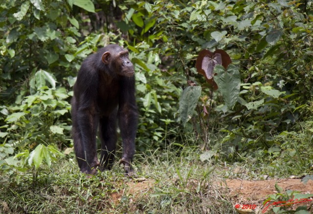 042 LEKEDI 4 Ile aux Chimpanzes 9E5MK2IMG_56238wtmk.jpg