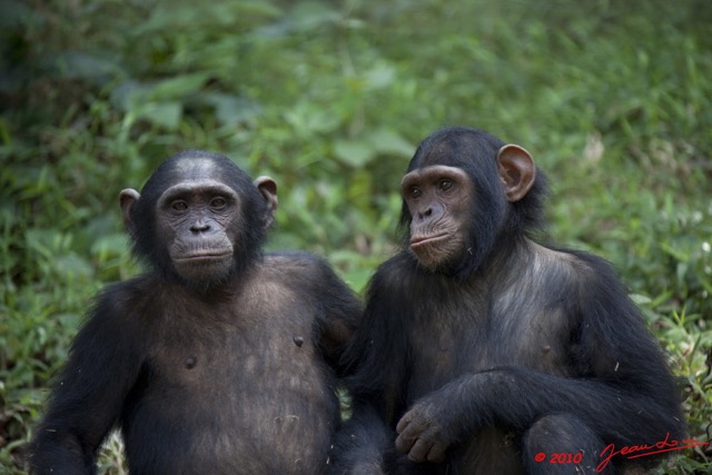 045 LEKEDI 4 Jeunes Chimpanzes 9E5MK2IMG_56133wtmk.jpg